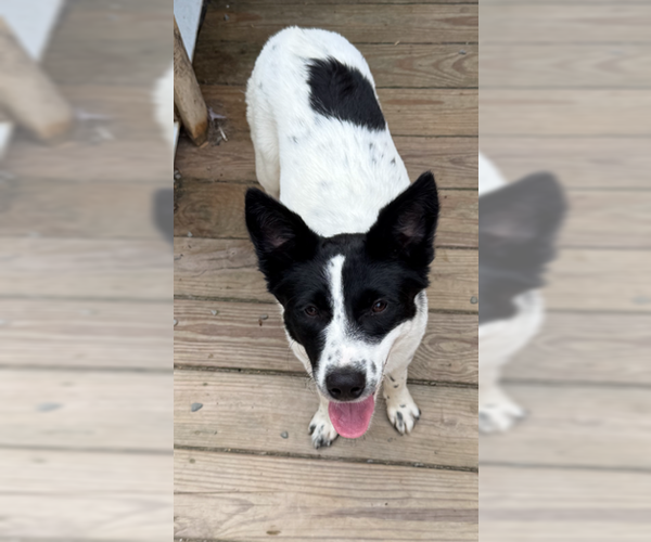 Medium Photo #2 Feist Terrier-Unknown Mix Puppy For Sale in Newfoundland, PA, USA