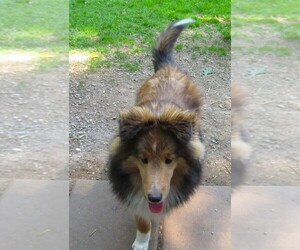 Shetland Sheepdog Puppy for sale in BAINBRIDGE, NY, USA