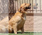 Small #1 Golden Retriever