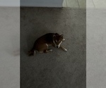 Small Photo #1 Shiba Inu Puppy For Sale in CHINO, CA, USA