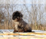 Small #26 ShihPoo