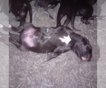Small Photo #37 Great Dane Puppy For Sale in PIERSON, MI, USA
