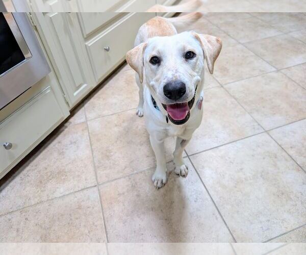 Medium Photo #3 Labrador Retriever Puppy For Sale in Clovis, CA, USA