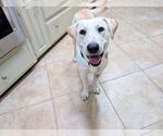 Small #2 Labrador Retriever