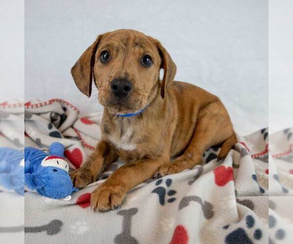 Medium Photo #5 Beabull Puppy For Sale in Kennesaw, GA, USA