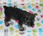 Small Photo #5 Schnauzer (Miniature) Puppy For Sale in ORO VALLEY, AZ, USA