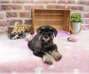 Schnauzer (Miniature) Puppy for sale in SYRACUSE, IN, USA