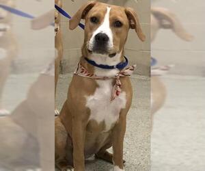 Labrador Retriever-Unknown Mix Dogs for adoption in Conroe, TX, USA