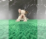 Small #7 Boston Terrier