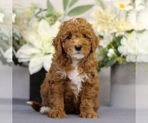 Poodle (Toy) Puppy for Sale in EAST EARL, Pennsylvania USA