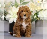 Small Photo #1 Poodle (Toy) Puppy For Sale in EAST EARL, PA, USA