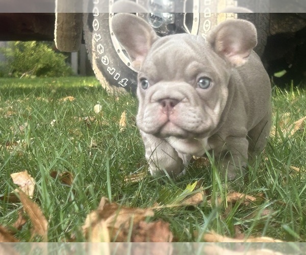 Medium Photo #3 French Bulldog Puppy For Sale in PEWAUKEE, WI, USA