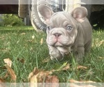 Small #2 French Bulldog