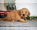 Small Photo #18 Golden Retriever Puppy For Sale in WOLCOTTVILLE, IN, USA