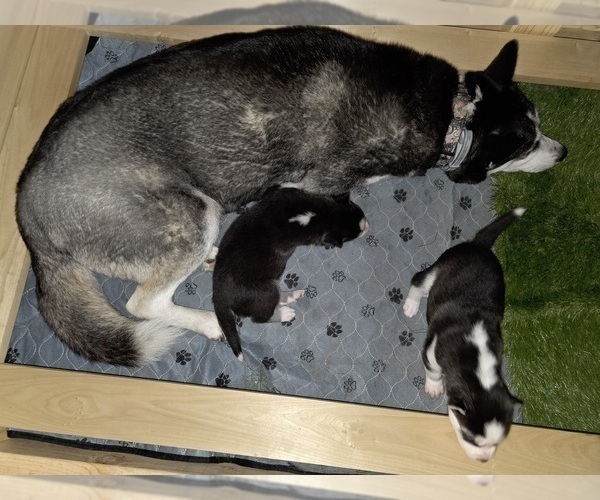 Medium Photo #105 Siberian Husky Puppy For Sale in ALTON, IL, USA