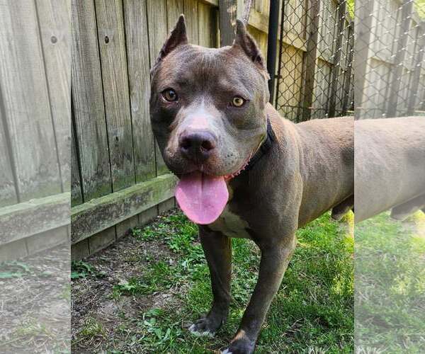 Medium Photo #2 American Staffordshire Terrier-Unknown Mix Puppy For Sale in Sheboygan, WI, USA