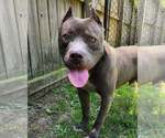 Small #1 American Staffordshire Terrier Mix