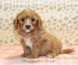 Cavapoo Puppy for sale in DENVER, PA, USA