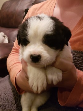 Medium Photo #1 Newfoundland Puppy For Sale in ALSEN, SD, USA