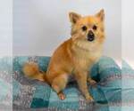 Small #1 Pomeranian Mix