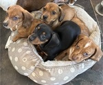 Small #1 Dachshund