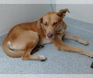 Shepradors Dogs for adoption in Pasadena, TX, USA