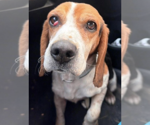 Medium Photo #2 Beagle Puppy For Sale in Tampa, FL, USA