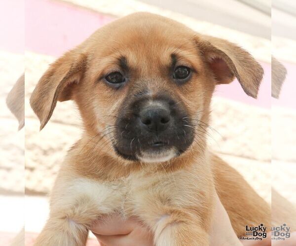 Medium Photo #3 Retriever -Unknown Mix Puppy For Sale in Washington, DC, USA