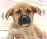 Small #2 Retriever  Mix