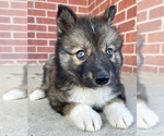 Small Photo #9 Siberian Husky Puppy For Sale in CO SPGS, CO, USA