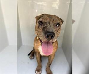 American Pit Bull Terrier Dogs for adoption in Houston, TX, USA