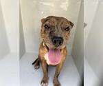 Small American Pit Bull Terrier