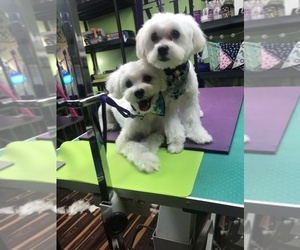 Maltese Puppy for sale in POTTSTOWN, PA, USA