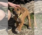 Small Photo #70 Rhodesian Ridgeback Puppy For Sale in MORONGO VALLEY, CA, USA