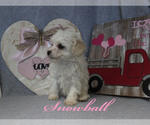 Puppy 2 Poodle (Toy)