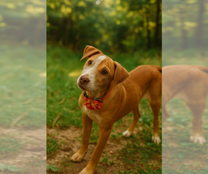 Medium Italian Greyhound-Whippet Mix