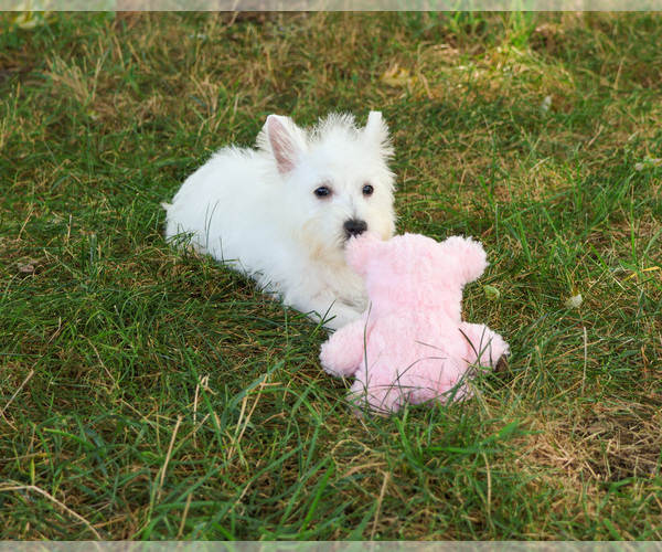 Medium Photo #8 West Highland White Terrier Puppy For Sale in SYRACUSE, IN, USA