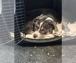 Small #21 American Pit Bull Terrier Mix