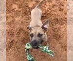 Small Photo #238 American Pit Bull Terrier-Unknown Mix Puppy For Sale in Kanab, UT, USA