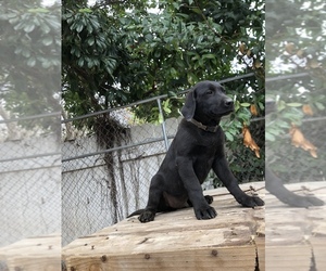 Labrador Retriever Puppy for sale in SHREVEPORT, LA, USA
