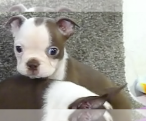 Boston Terrier Puppy for sale in BEND, OR, USA