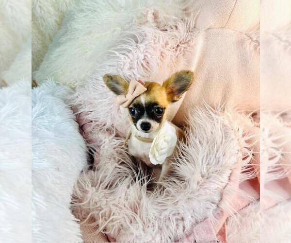 Medium Photo #1 Chihuahua Puppy For Sale in MIAMI, FL, USA