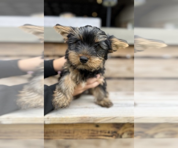 Medium Photo #8 Yorkshire Terrier Puppy For Sale in ARLINGTON, TN, USA