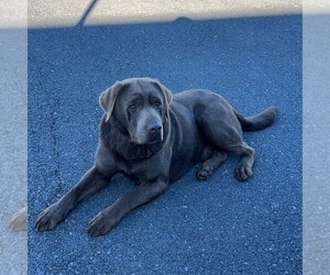 Father of the Labrador Retriever puppies born on 04/05/2025