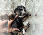 Small #86 Bernedoodle