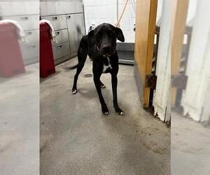 Labrador Retriever Dogs for adoption in Forestville, MD, USA