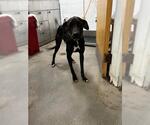 QUEENSTON - Female Labrador Retriever Dog for Adoption - Small photo