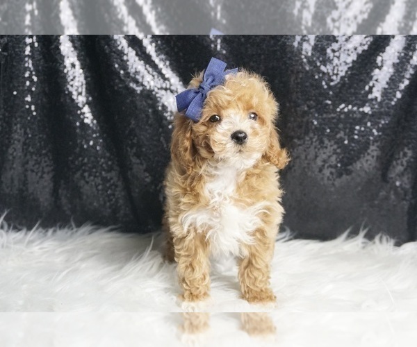 Medium Photo #123 Maltipoo Puppy For Sale in WARSAW, IN, USA
