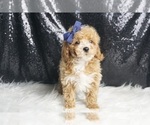 Small Photo #123 Maltipoo Puppy For Sale in WARSAW, IN, USA