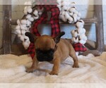 Small Photo #3 French Bulldog Puppy For Sale in AUSTIN, CO, USA